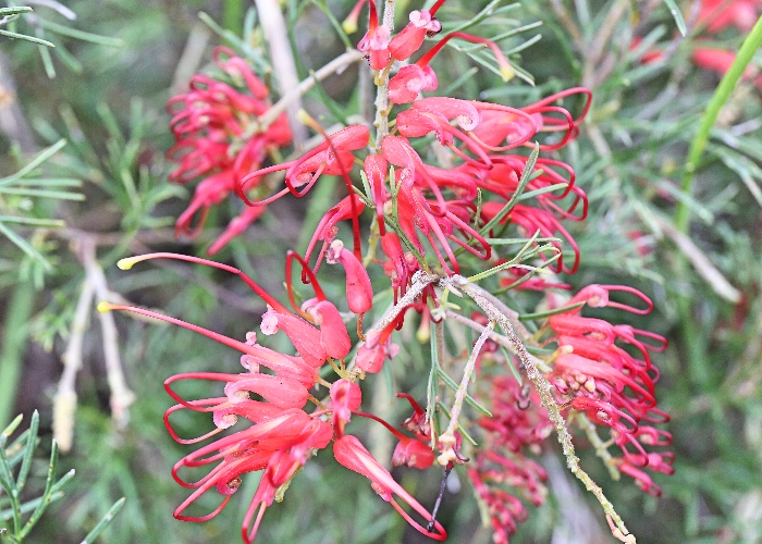Western Australian Plants Proteaceae